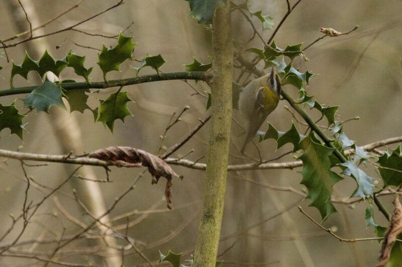 Roitelet triple-bandeau